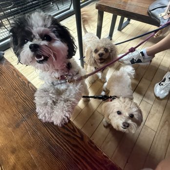 Keg & Lantern Brewing Company - Dogs at lunch - Pubs Near Me - Brooklyn, New York