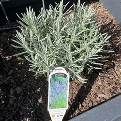 7/2/26 French lavender