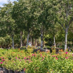 Moon Valley Nurseries - Shrub section at Moon Valley Nurseries in Escondido, California.