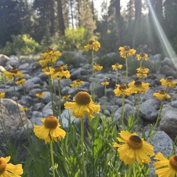 Lodgepole Campground - Sneezeweed - Campgrounds Near Me - Three Rivers, California Lodgepole Campground - Sneezeweed - Campgrounds Near Me - Three Rivers, California