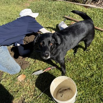 West Coast Gopher Service - Our gopher removal is pet friendly (NON TOXIC & Eco Friendly) - Wildlife Control Near Me West Coast Gopher Service - Our gopher removal is pet friendly (NON TOXIC & Eco Friendly) - Wildlife Control Near Me