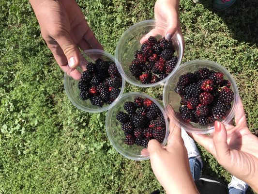 Happy Apple Farm by null