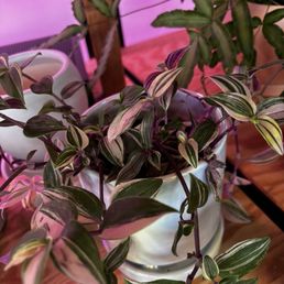 plant