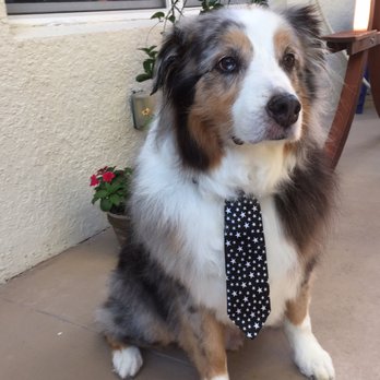 Arfordable Pet Grooming - Pet Groomers Near Me - Orlando, Florida