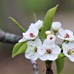 Speno Park - Pear blossoms