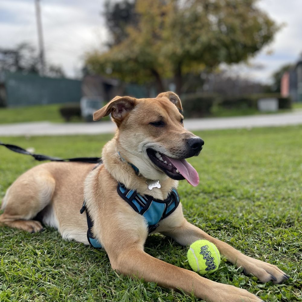 Pups Without Borders - Pet Adoption Near Me Pups Without Borders - Pet Adoption Near Me