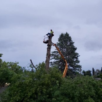 Jake The Tree Guy - Tree Services Near Me Jake The Tree Guy - Tree Services Near Me