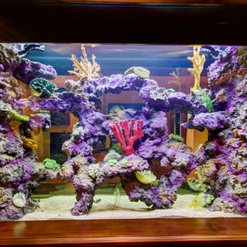 The Happy Fish - Custom Saltwater Aquarium in Gilbert, AZ - Aquarium Services Near Me - Chandler, Arizona The Happy Fish - Custom Saltwater Aquarium in Gilbert, AZ - Aquarium Services Near Me - Chandler, Arizona