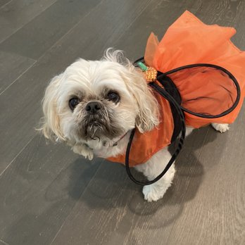 ShamPooches - Halloween time! - Pet Groomers Near Me - San Ramon, California ShamPooches - Halloween time! - Pet Groomers Near Me - San Ramon, California