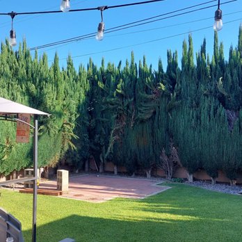Discount Tree Care Arborist - BEFORE - Tree Services Near Me - Long Beach, California