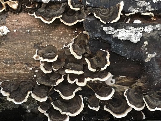 Clifford Park by null