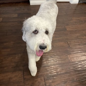Styles Pet Grooming - Pet Groomers Near Me - Yucaipa, California Styles Pet Grooming - Pet Groomers Near Me - Yucaipa, California