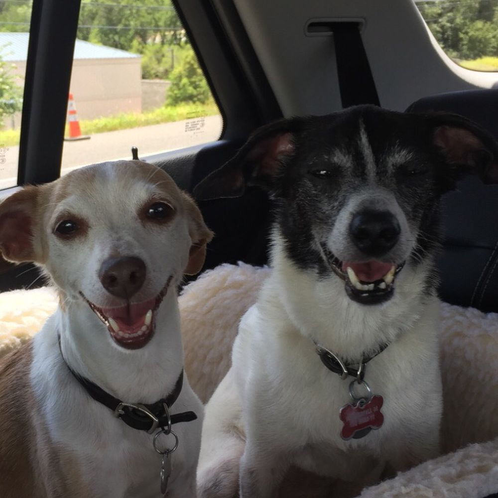 Happy and healthy pups! Thank you Bee Cave Veterinary Clinic! Happy and healthy pups! Thank you Bee Cave Veterinary Clinic!