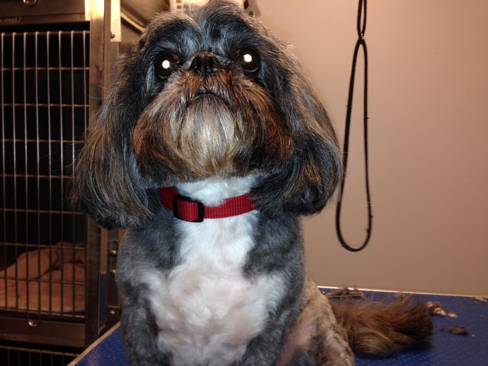 TJS PET GROOMING Updated October 2024 15 Photos 33 Cobequid Road