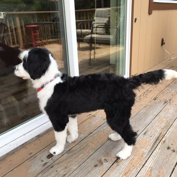 Mountain Pet Supply and Grooming - Love the length they kept him - Pet Stores Near Me - Pollock Pines, California Mountain Pet Supply and Grooming - Love the length they kept him - Pet Stores Near Me - Pollock Pines, California