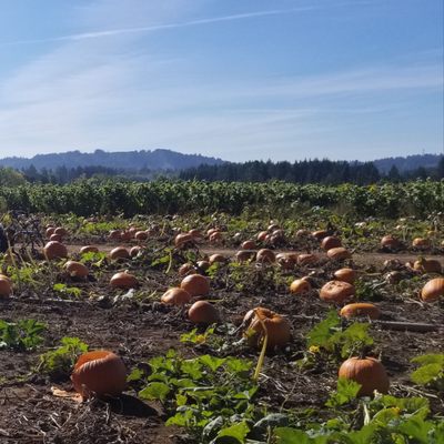 Bushue's Family Farm by null