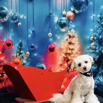 The Paw Spa Elite - Pet Groomers Near Me - Moore, Oklahoma