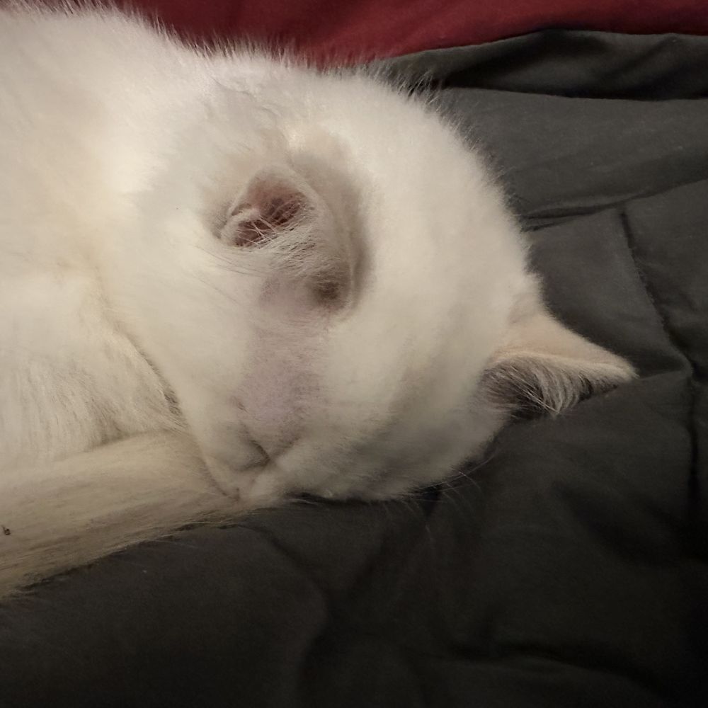 Blossom Ragdolls - Pet Breeders Near Me Blossom Ragdolls - Pet Breeders Near Me