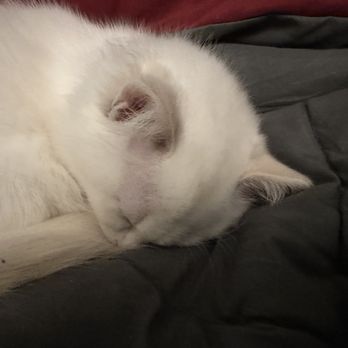 Blossom Ragdolls - Pet Breeders Near Me Blossom Ragdolls - Pet Breeders Near Me