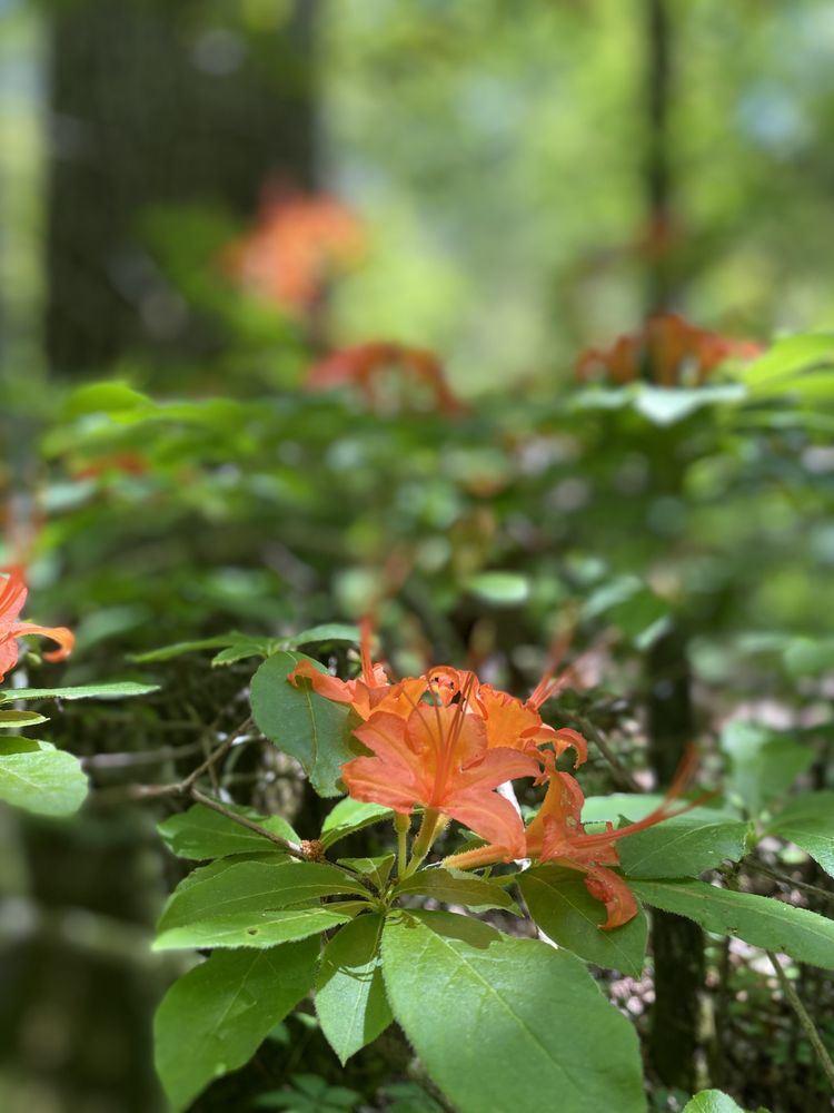 SAVAGE GULF STATE PARK AND NATURAL AREA Updated June 2024 41 Photos
