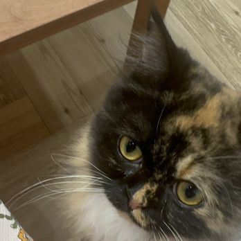 Cat Cafe Moff - Themed Cafes Near Me - Honolulu, Hawaii Cat Cafe Moff - Themed Cafes Near Me - Honolulu, Hawaii