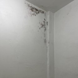 Shawarma Al Basha - Black mold in the bathroom