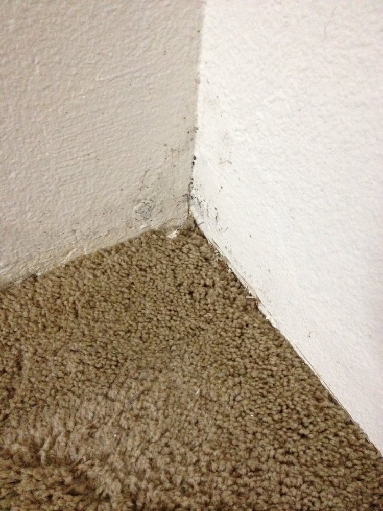 PARKWAY APARTMENTS Updated June 2024 2206 SW 334th Pl, Federal Way