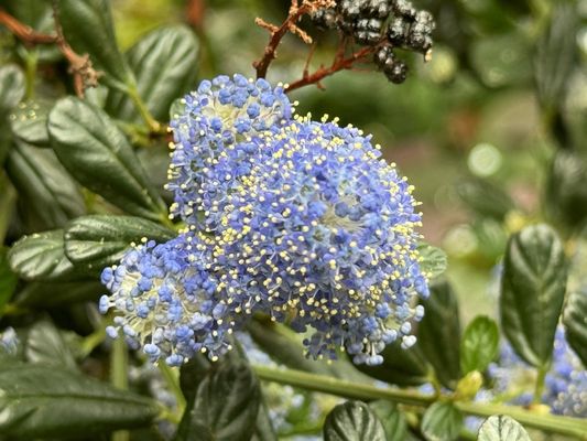 Muttart Conservatory by null