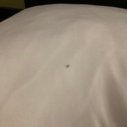 These ants were on all of our pillows and the windows and AC vents!! These ants were on all of our pillows and the windows and AC vents!!