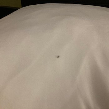 Super 8 by Wyndham LeesSummit - These ants were on all of our pillows and the windows and AC vents!! - Hotels Near Me - Lees Summit, Missouri Super 8 by Wyndham LeesSummit - These ants were on all of our pillows and the windows and AC vents!! - Hotels Near Me - Lees Summit, Missouri