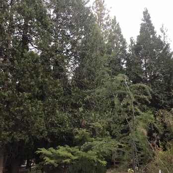 Ridge Logging - Here's a before photo of how tall and thick the Cedars had become. - Tree Services Near Me - Nevada City, California