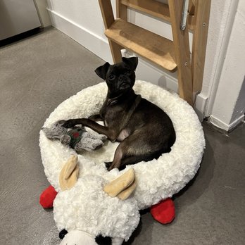 Amazing Dogs Rescue - Pet Adoption Near Me - San Diego, California Amazing Dogs Rescue - Pet Adoption Near Me - San Diego, California