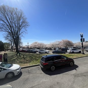 Old Town Trolley Tours - Cherry blossom trees - Tours Near Me - Washington, DC, District of Columbia Old Town Trolley Tours - Cherry blossom trees - Tours Near Me - Washington, DC, District of Columbia