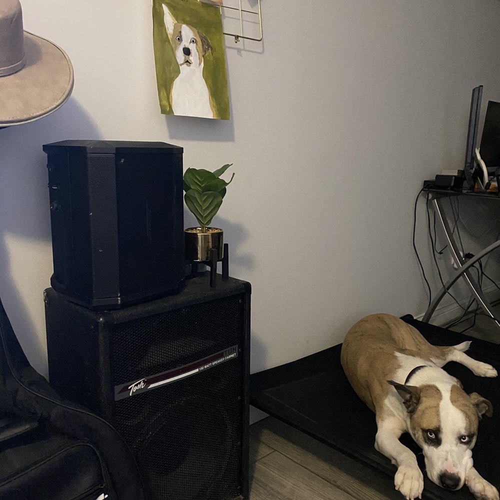CATCH MY DOG - He know to stay in a place and we keep working on him - Pet Training Near Me - CHICAGO, Illinois CATCH MY DOG - He know to stay in a place and we keep working on him - Pet Training Near Me - CHICAGO, Illinois