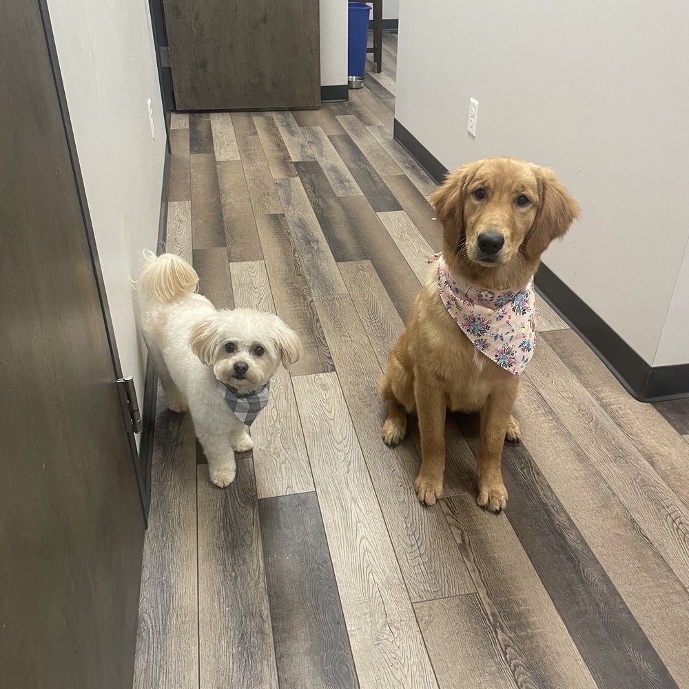 Rutherford Pet Supply - Cash and Jessie right after grooming appointment! - Pet Stores Near Me - Rutherfordton, North Carolina Rutherford Pet Supply - Cash and Jessie right after grooming appointment! - Pet Stores Near Me - Rutherfordton, North Carolina