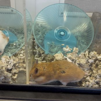 Petco - digging hamster - Pet Stores Near Me - Las Vegas, Nevada