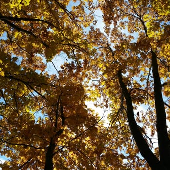 Steedman Woods - End of autumn foliage at Steedman. - Hiking Near Me - York, Maine