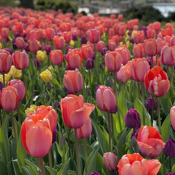 Chicago Botanic Garden - Tulips in full bloom April 2021 - Botanical Gardens Near Me - Glencoe, Illinois