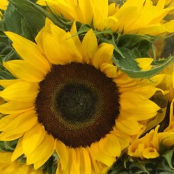 Farm Boy - Sunny forecast, at least in the flower department!!