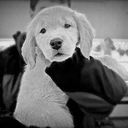 Fairport Animal Hospital - untitled