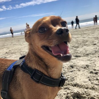 Coronado Dog Beach - Kyrie the Chug (Chihuahua Pug) enjoying Coronado Beach! - Beaches Near Me - Coronado, California