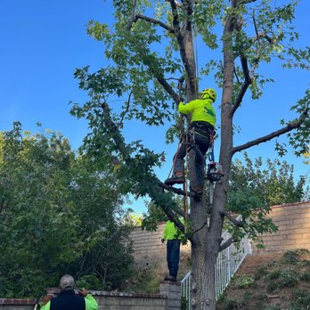 Four Aces Tree Service - Tree Services Near Me - Bakersfield, California Four Aces Tree Service - Tree Services Near Me - Bakersfield, California