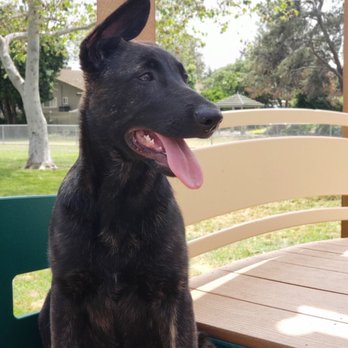ROHR DOG PARK - Updated August 2024 - 95 Photos & 24 Reviews - 3605
