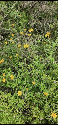 Mount Bonnell by null