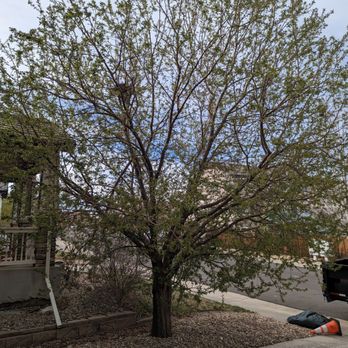 Goldstar Tree & Stump Grinding - a man laying on the ground next to a tree - Tree Services Near Me