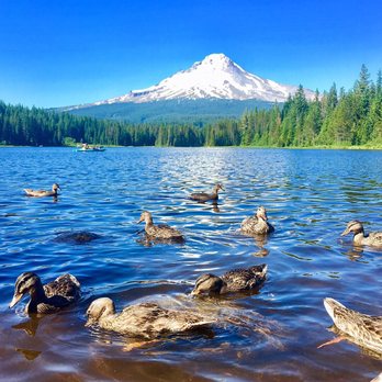 Trillium Lake - View from easy/flat trail around the lake . - Lakes Near Me - Government Camp, Oregon Trillium Lake - View from easy/flat trail around the lake . - Lakes Near Me - Government Camp, Oregon