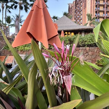 Ama Ama Restaurant - New American Near Me - Kapolei, Hawaii