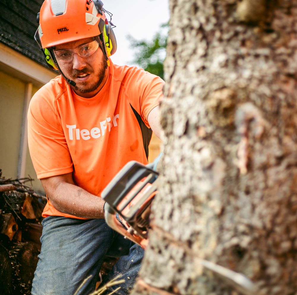 Tree Fish - tree service in Grand Rapids, MI