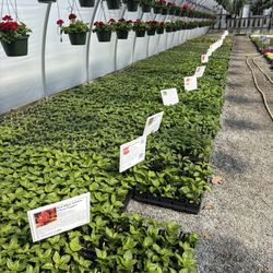 Miller Greenhouses - Dozens of pepper varieties, tomatoes and eggplant.