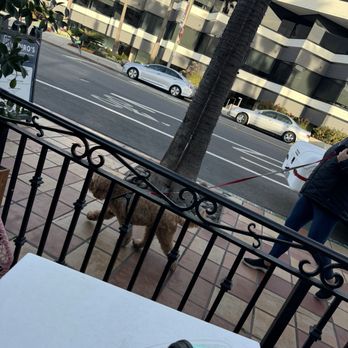 Better Buzz Coffee - Many pups walking past. - Coffee & Tea Near Me - San Diego, California Better Buzz Coffee - Many pups walking past. - Coffee & Tea Near Me - San Diego, California